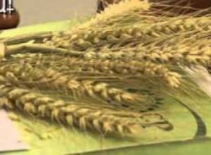 Գյուղացիները ինչ ցանեն?