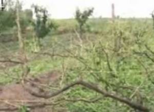 Կարկուտը հողին հավասարեցրեց բերքը