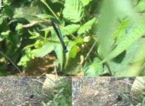 Քո աչքերով շաբաթվա ամփոփում