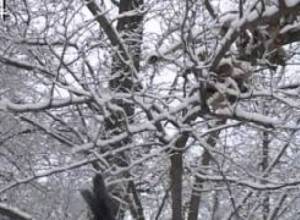 Այսօր Երեւանում ձյուն է գալիս