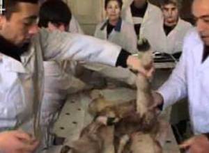 Հորթուկը ծնվել է երկգլխանի, վեցոտանի, երկպոչանի