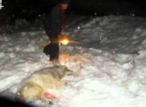 Գայլերը ստեղծել են վախի մթնոլո՞րտ