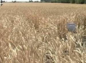 «Ցանքատարածությունները պետք է փրկել»