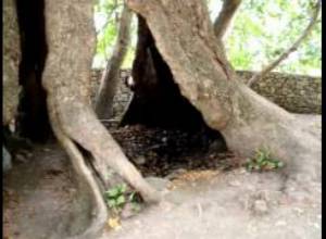 2000 -ամյա չինարի ծառ Ղարաբաղում