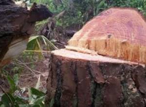 Որքա՞ն ապօրինի ծառ է հատվել