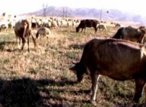 Հայական բիզնեսը գնում է Վրաստան