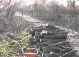 Ցեղասպանության զոհերի հուշահամալիրի տարածքում ծառեր են հատվել