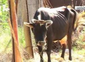 "Ազատ բազմացման հետեւանքով մոզիները 50 սմ կարճացել են"