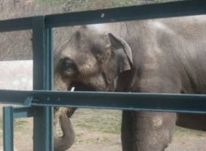 Grand elephant is still alone
