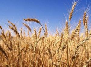 Wheat wasn’t distributed to the needy