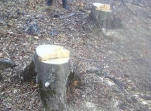 Illegal felling