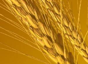 They will produce "elite" wheat