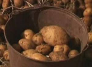 Potato price to reach 500 drams