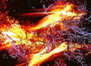 8 oak trees burnt