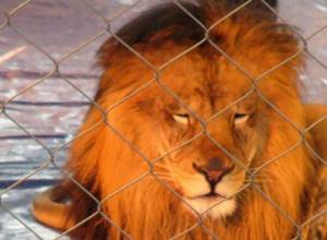 Isn’t the lion dangerous?