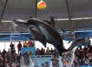 Dolphin therapy to be applied in Armenia