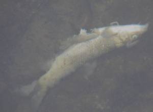 Poisonous fish