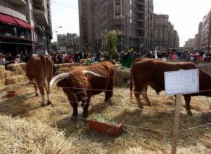Cows put on display in Northern Avenue