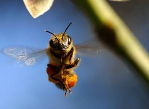 Yerevan citizen dies from bee string