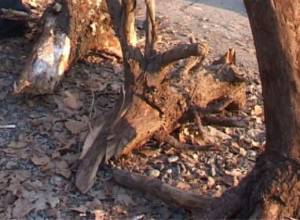 Who uproots trees?