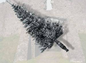 Cut silver fir tree