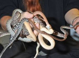 Snakes at airport?