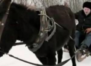 Zhirinovsky, donkey and Russian elections