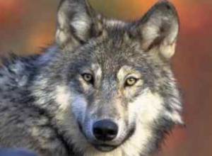 Wolves enter village, tear animals to pieces