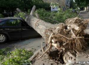 Hurricane breaks down 3000 trees in Moscow