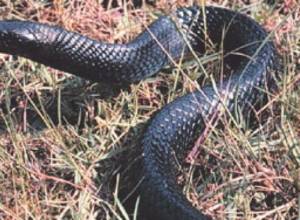 Snake moved to safe area