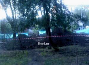 New trees felled in Yerevan