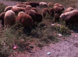 Sheep meat prices go down in Armenia