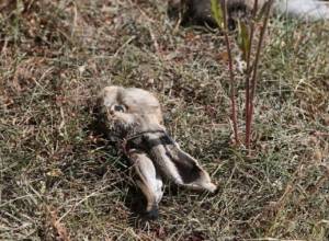 Poaching and revelry in Khosrov forest reserve