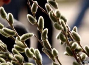 Palm Sunday: Christ entered Jerusalem