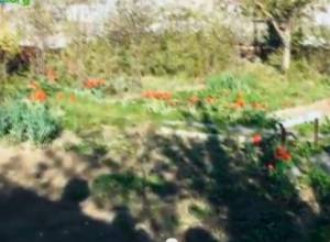 Grandpa Garnik grows beautiful flowers outside the shack