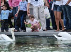Swans transported to lake