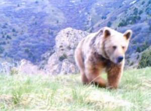 Rare brown bear caught on camera in Armenia
