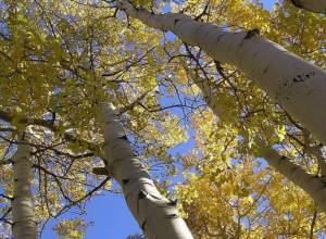 Snake spotted on poplar