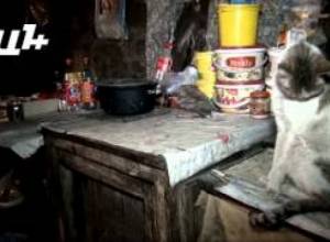 Քաղցած երեխաներն ու կատուները նույն հարկի տակ