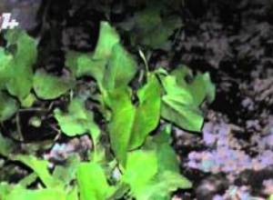 Գյուղացիները պայքարում են ցրտահարության դեմ