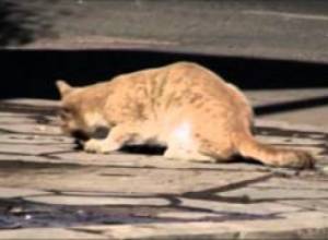 Մեր սիրելի քաղաքը. Ա1+-ի օպերատորական կուրսային աշխատանք