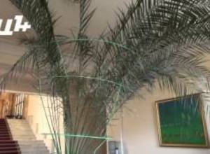 «Կառավարությունը գեղեցիկ կին չէ»