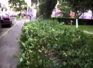 Հսկա ծառը հայտնվել էր կանգառում