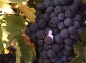 «Ակցիզային հարկը պետք է հանվի»