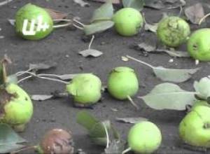 Աննախադեպ կարկուտ Սիսիանում