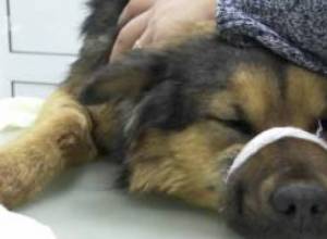 25-ից ավելի հրազենային վնասվածքներ. ո՞վ է իրականացնում շների որսը