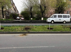 Դեռ երեկ տնկված տնկիներն արդեն գողացել են