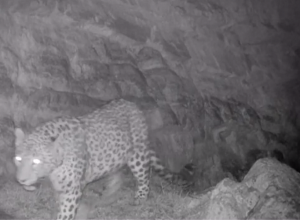 Վայոց Ձորում տեսախցիկը կրկին ընձառյուծ է ֆիքսել