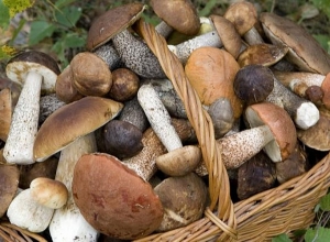 Не употреблять в пищу грибы неизвестного происхождения: Призыв Министерства