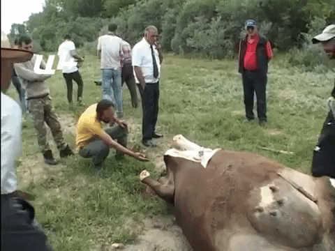 Կովերը անկել են Սեւանա լճից ջուր խմելուց հետո.անասնապահներն են հավաստիացնում